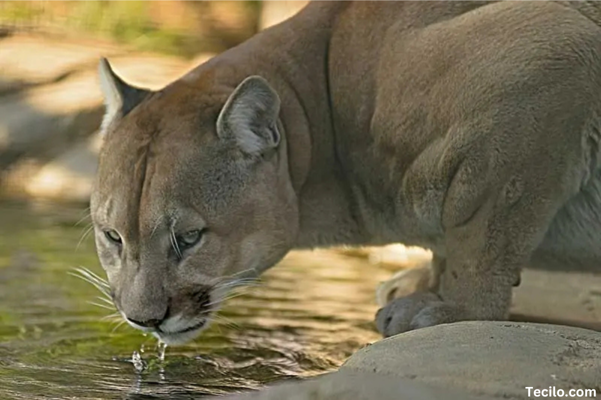 Mountain Lion killed in Oceanside