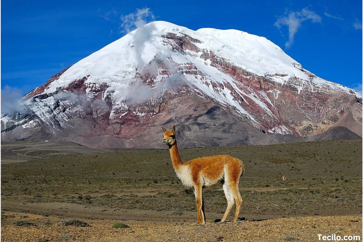 Vicuna